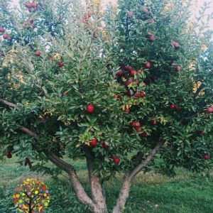 свежие яблоки Красный и Голоден из Ирана в любой сорт и упаковка по заказу клиент, прямой от производителей.