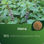 Мяты экстракт сухой https://altai-extracts.ru/myata