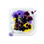 Виола, Фиалка