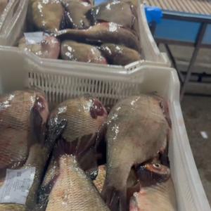 Лещь свежемороженные