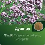 Душицы экстракт сухой https://altai-extracts.ru/oregano