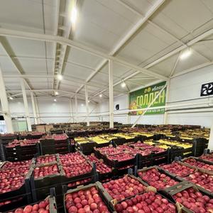 Яблоки оптом