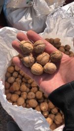 Грецкие орехи Киргизиия Кг 003