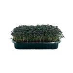 Горчица красная