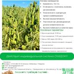 Новый сорт гороха посевного Ямбург