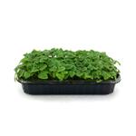 Мелисса Лимонная