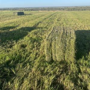 Сено в тюках и рулонах