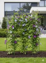 Шпалера Знатный САД Лесенка