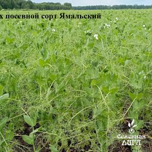 Горох посевной сорт Ямальский