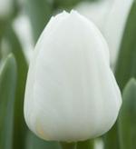 Купить тюльпаны оптом