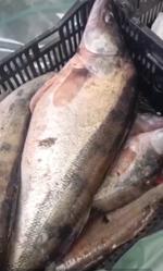 Рыба любая свежемороженая оптом