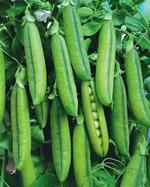 Свежий зелёный горох