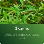 Зюзника экстракт сухой https://altai-extracts.ru/zyuznik