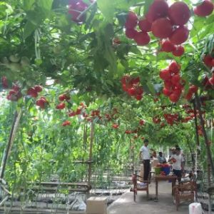 оптовые продажи овощей