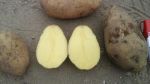 Агросоюз Заречье — картофель оптом