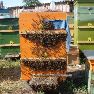 Недовольные Пчёлы после отбора у них полных рамок с мёдом (8,912,570,77,37)