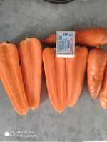 Морковь сорта каскад