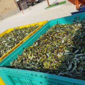 Olio extravergine di olive, 100% italiano, pregiato e limitato nella produzione