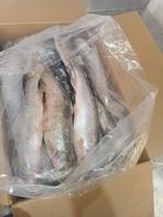 Форель см Н/Р Иран 0.7-2.0