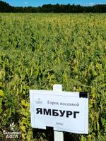 Семена гороха посевного Ямбург