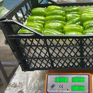 Перец долма — классический сладкий болгарский перец с плотной структурой и универсальным применением. Один из самых востребованных продуктов в рознице и horeca.