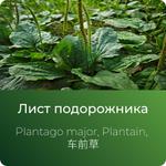 Подорожника экстракт сухой https://www.altai-extracts.ru/list-podorozhnika