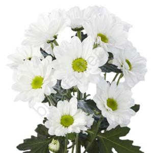 Хризантема кустовая "Бакарди" белая