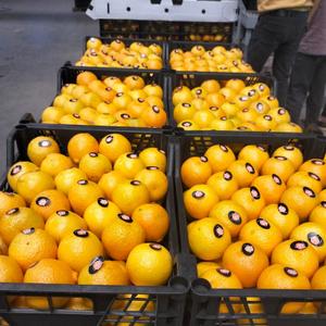 Мандарин из Египта сорт Кристина