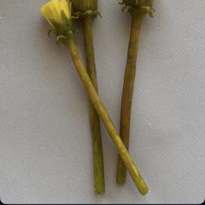 столовые свечи в виде цветов ручной лепки