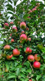 ИП Петрова Н. И. — яблоки оптом из садов Краснодарского края и Республики Адыгея