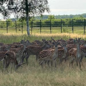 Кроме своей роли в экосистемах, пятнистые олени известны использованием их продуктов, таких как панты (молодые рога), которые применяются в народной медицине Китая и Кореи. Это сделало их объектом охоты и разведения на фермах для производства лечебных препаратов.

Таким образом, пятнистый олень представляет интерес как с биологической точки зрения, так и с практической стороны, играя важную роль в культуре и экономике некоторых регионов мира.