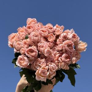 Роза куст Джульетта