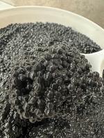 Черная Икра Палтуса Восстановленная Структурированная оболочка