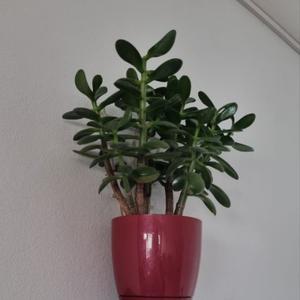 Полка настенная