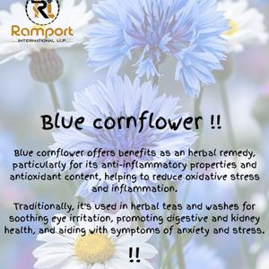 василек синий