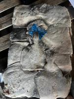 Камбала бг т/о 500-700