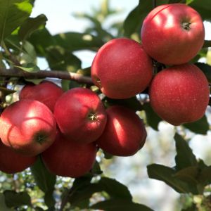 Яблоки сорт &#34;Гала&#34; урожай 2021