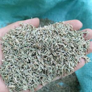 Cumin