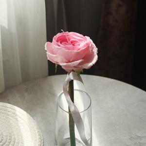 Роза на стебле