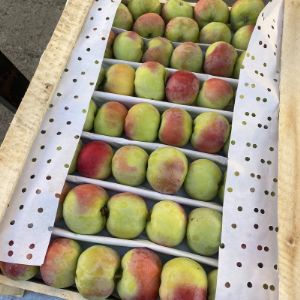 Яблоки Узбекистан свежий урожай