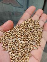 Coriander egyptian 1