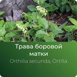 Боровой матки (ортилии) экстракт сухой https://www.altai-extracts.ru/trava-borovoi-matki