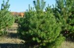 Меркурий — оптом живые сосны зеленые елки для новогодних праздников