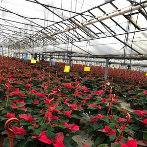 Пуансеттия