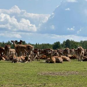 Пятнистый олень (Cervus nippon) — вид парнокопытных млекопитающих семейства оленевых, обитающий преимущественно в Восточной Азии, включая Россию, Китай, Японию и Корею. Отличается яркой окраской шерсти, покрытой многочисленными белыми пятнами, особенно заметными летом. Зимняя шерсть становится более густой и тусклой, теряя яркие пятна.