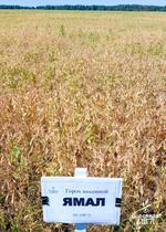 Семена гороха посевного Ямал