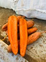 Морковь Красная