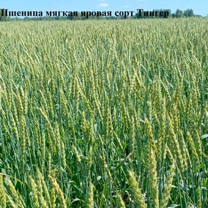 Пшеница мягкая яровая сорт Тингер