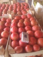 Данил Марданшин — помидоры оптом от производителя