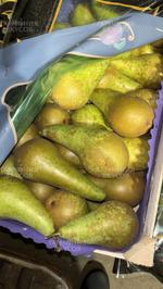 Груша конференция